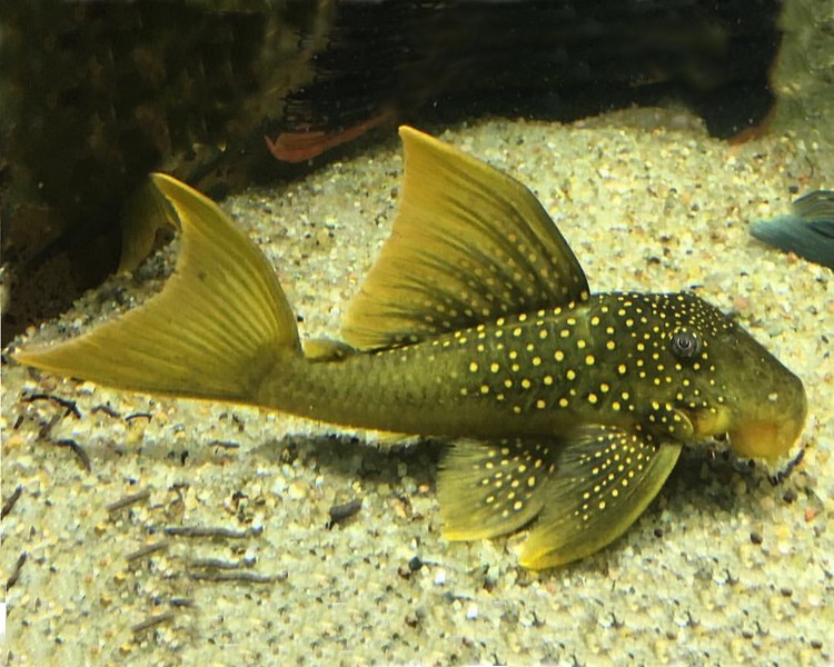 Hifin Green Phantom Plec L200 ~ 6cm - 7cm